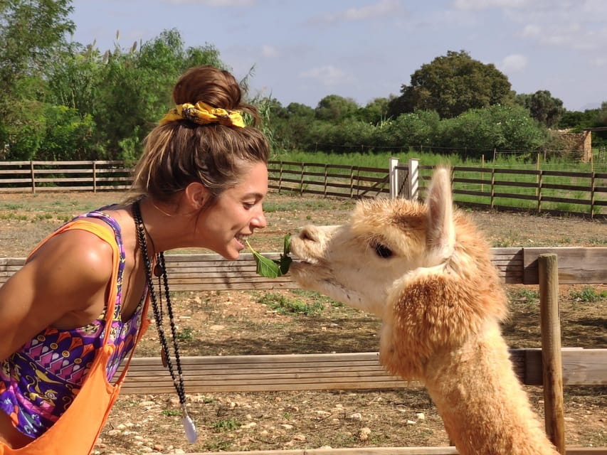 Felanitx, Mallorca: Alpacas Close-Up Experience - How the experience unfolds