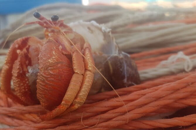 Fishing excursion in the Gulf of Noto for beginners - What You Can Expect on the Water