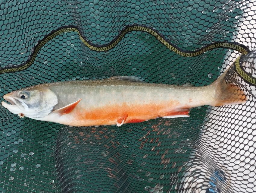 Fishing in the Dolomites: book your wild excursion! - The Itinerary: What to Expect and Why It Matters