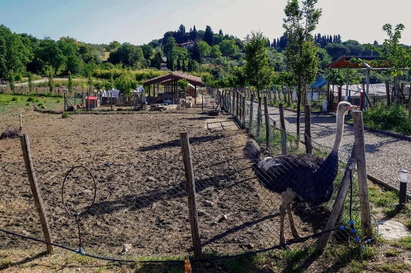 Florence: Horse Ride & Chianti Farm Meal - Authentic Farm Experience: Beyond the Touristy