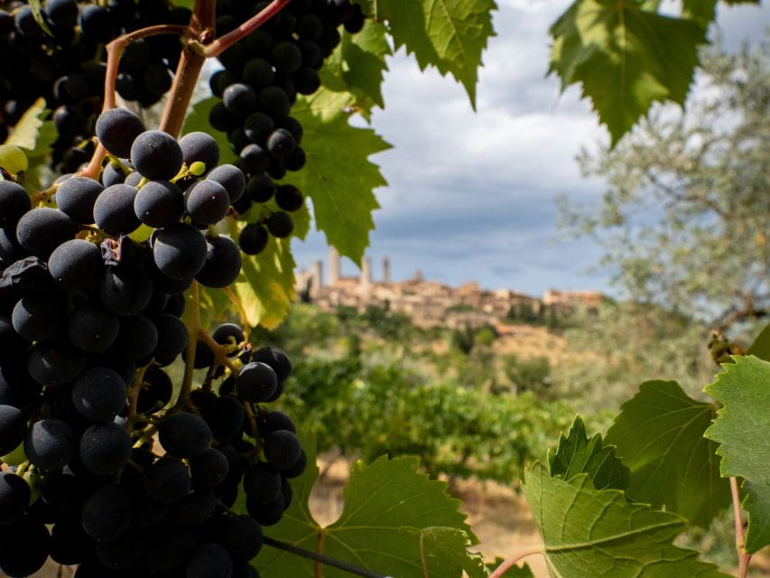 Florence or Bologna: 3 Cellar Tours in Chianti with Lunch - Exploring the Heart of Tuscany: A Full Breakdown of the Tour