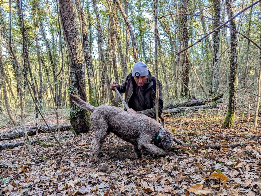 Florence: Truffle Hunt, San Gimignano, and Chianti Day Trip - FAQ
