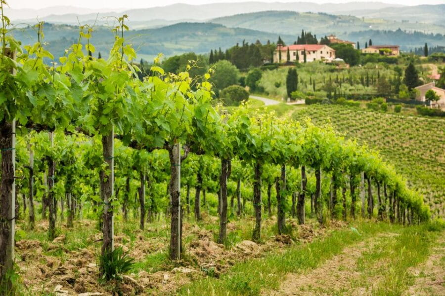 Frascati Private Tour w/ Lunch & Wine Tasting in a Vineyard - Who Would Enjoy This Tour Most?