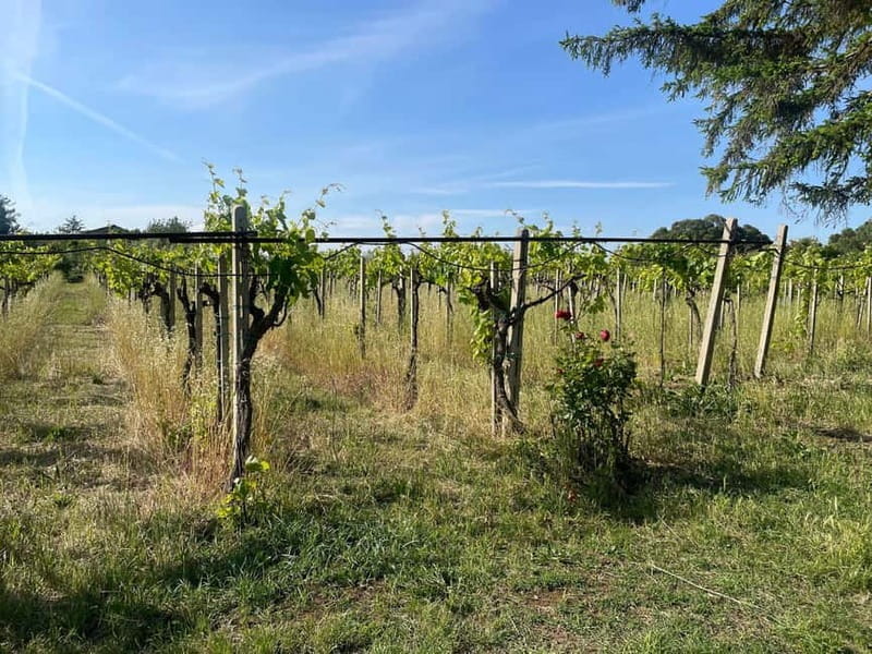 Frascati: Vineyard Wine Tasting Tour with Snacks - Sampling Local Wines in a Cozy Farmhouse