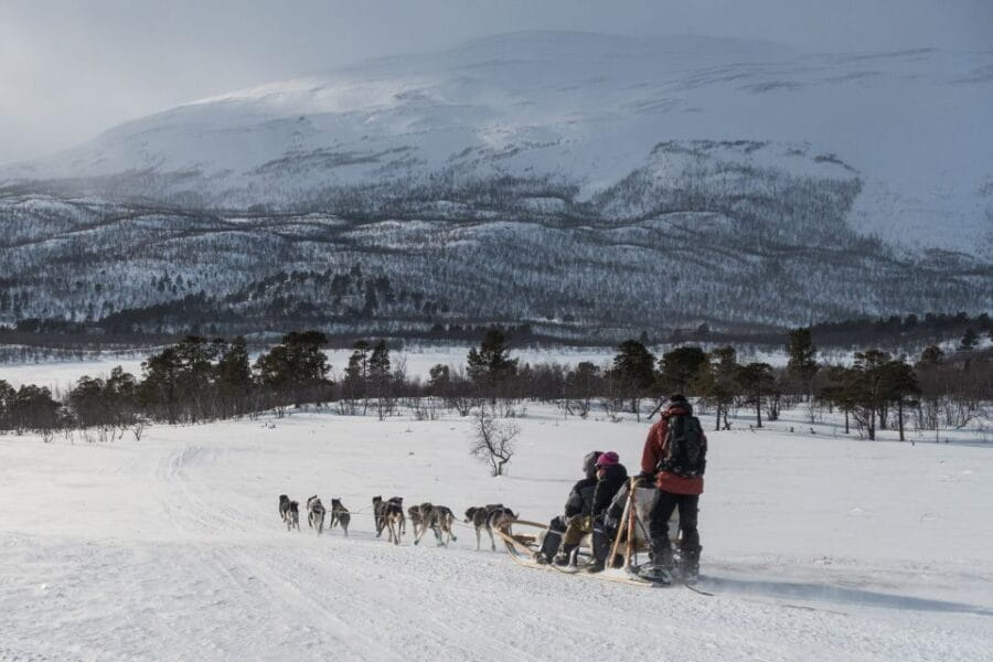 From Abisko: Dog Sledding Excursion to Kiruna with Fika - The Meet-and-Greet with the Sled Dogs: Enthusiastic, Friendly, and Well-Cared-For