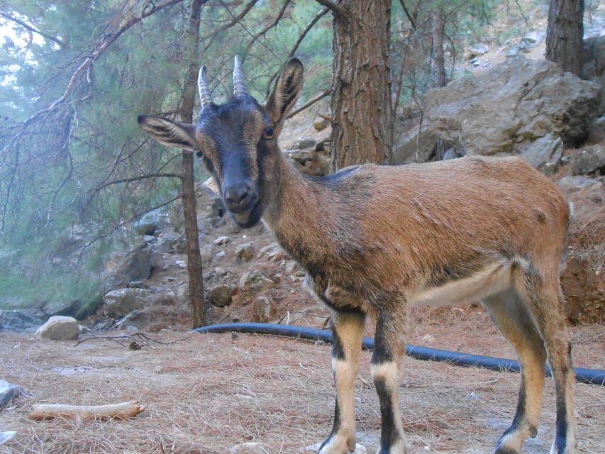 From Agia Galini/Matala: Samaria Gorge Hiking Tour - Frequently Asked Questions