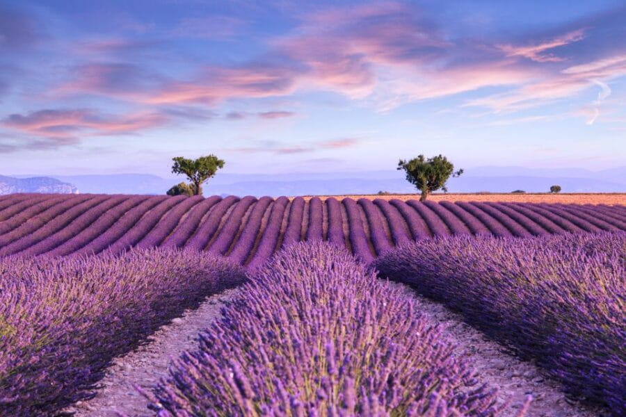 From Aix: Day Trip to Valensole Lavender Fields in Provence - Practical Tips for Travelers
