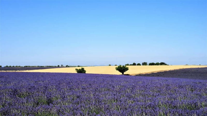 From Aix-en-Provence : Sunset Lavender Tour in Valensole - The Magic of Sunset in Valensole Lavender Fields
