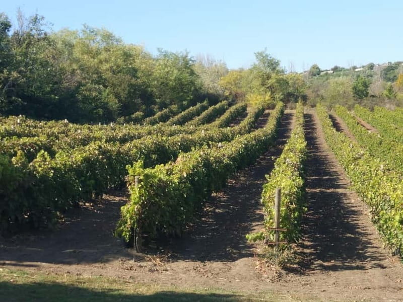 From Alicante and Elche: Guided tour for vineyard and winery with tasting - Exploring the Historic Roots of the Vineyard