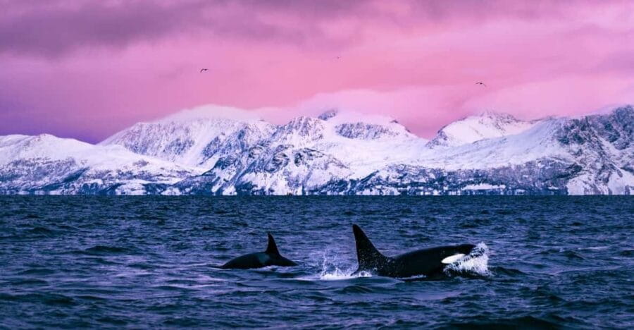 From Alta: Whale and Seabird Cruise - The Magic of the Arctic Whale and Seabird Cruise