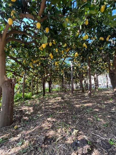 From Amalfi: Lemon Tour with Tasting Session and Transfer - The Tasting Session: A Delicious Introduction to Amalfi Lemons