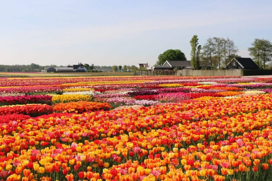 From Amsterdam: Keukenhof Gardens & Tulip Experience Tour - Who This Tour Works Best For
