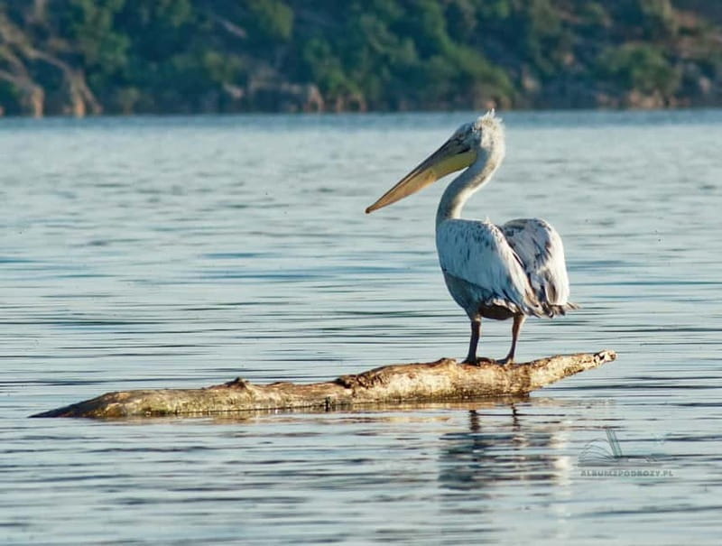 From Bar: Skadar Lake Land and Boat Tour - Who Should Consider This Tour?