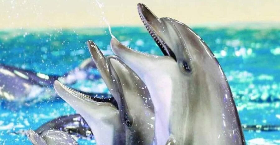 From Belek: Dolphin Show with Transfers - Price and Logistics: Is It Good Value?
