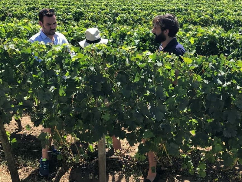 From Bordeaux: A day to visit the Medoc and Saint-Emilion - Starting Point and Early Morning Pickup