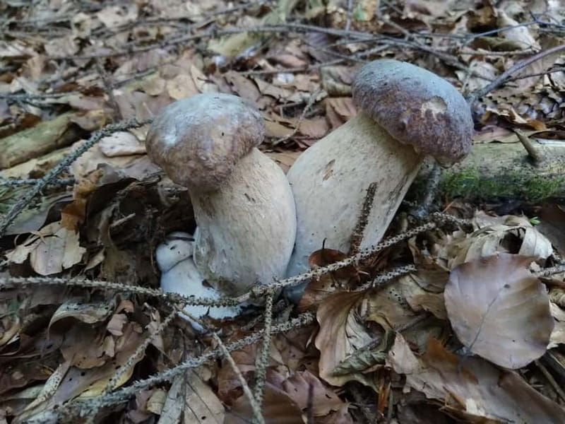 From Brasov: Half-Day Foraging Lesson - Who Is This Tour Best For?