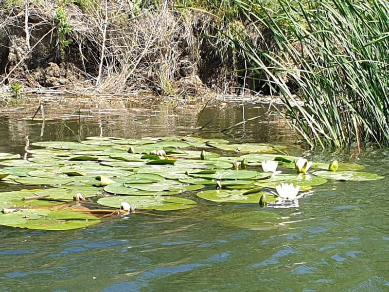 From Bucharest: 2-Day Danube Delta Wonders Small Group Tour - The Boat Tour: A Window into the Delta’s Wild Heart