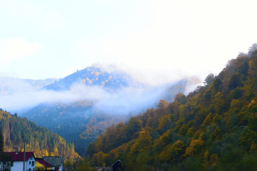 From Bucharest: Bear Sanctuary and 7 Ladders Canyon Day Trip - First Stop: Libearty Bear Sanctuary in Zarnesti