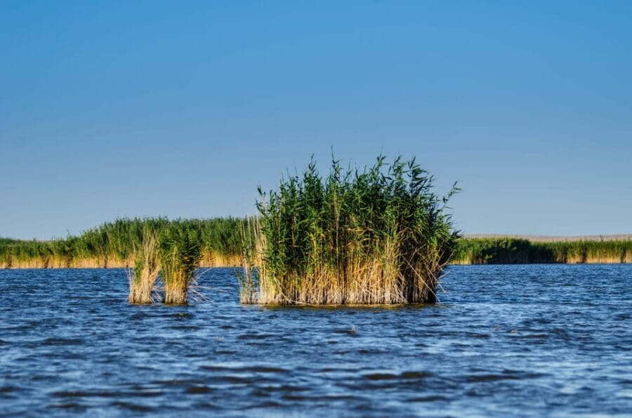 From Bucharest: Day Trip to Danube Delta - Cost and Value