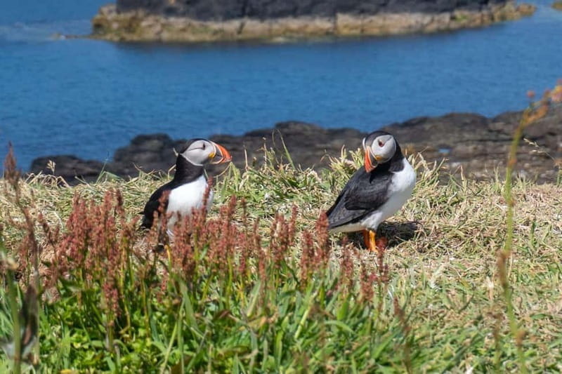 From Edinburgh: 4-Day Mull, Iona, and Staffa Islands Tour - Who This Tour Is Best For
