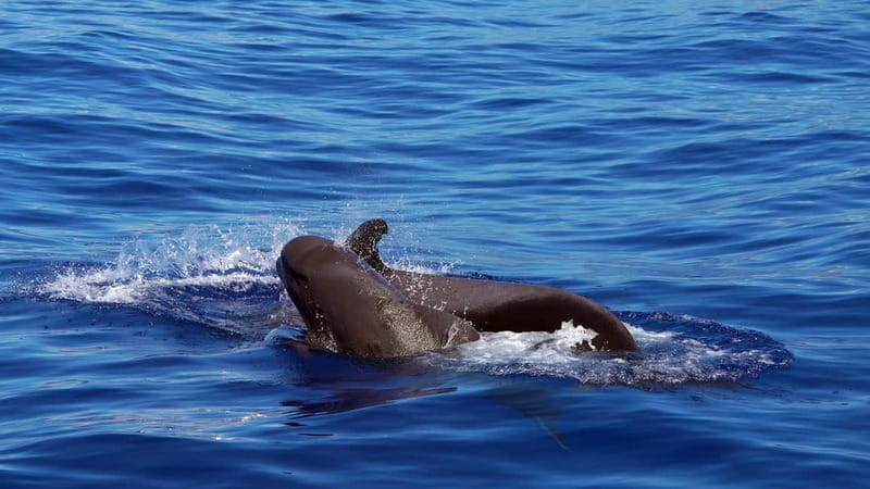 From Funchal: Ecological Catamaran Dolphin Whale Watching - Who Should Consider This Tour?