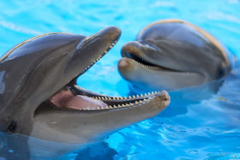 From Gran Canaria: Day Trip to Loro Parque Tenerife - Exploring the Journey: What to Expect from Gran Canaria to Tenerife