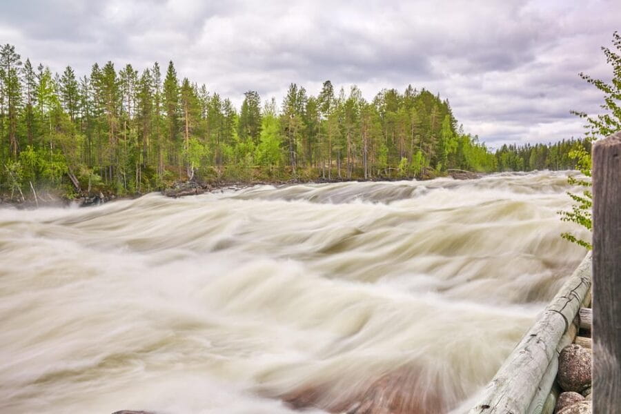 From Jokkmokk: The Great Rapids National Park - The Experience of the Primeval Forest