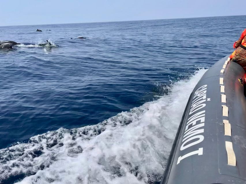 From Lagoa: Dolphins & Ponta da Piedade with biologist guide - Who This Tour Is Best For
