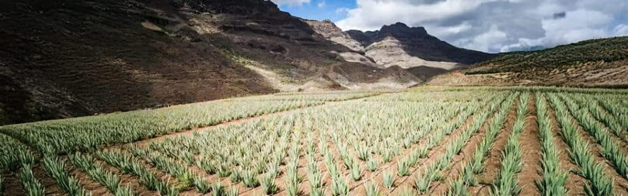 From Las Palmas: Fataga, Finca de Aloe Vera and Mercado Puerto de Mogán - Final Thoughts