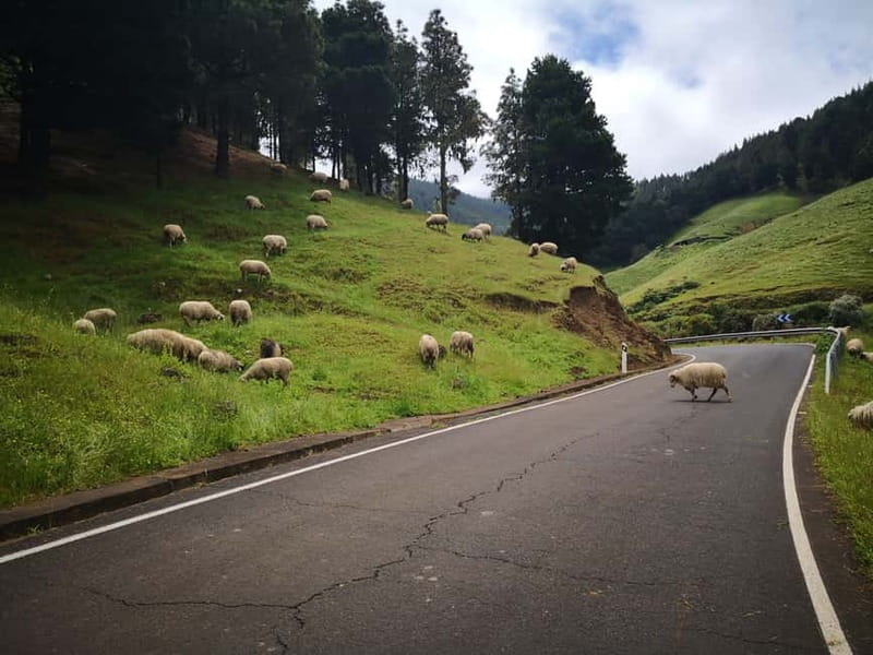 From Las Palmas High Mountains Tejeda & Artenara - Climbing into the Mountains: From Teror to Artenara