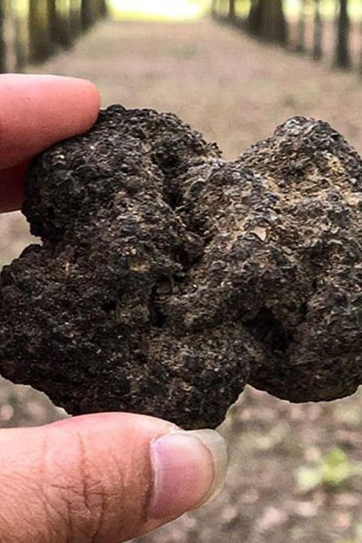 From Livorno: Truffle Hunting with Lunch & wine tasting - Price & Value Analysis