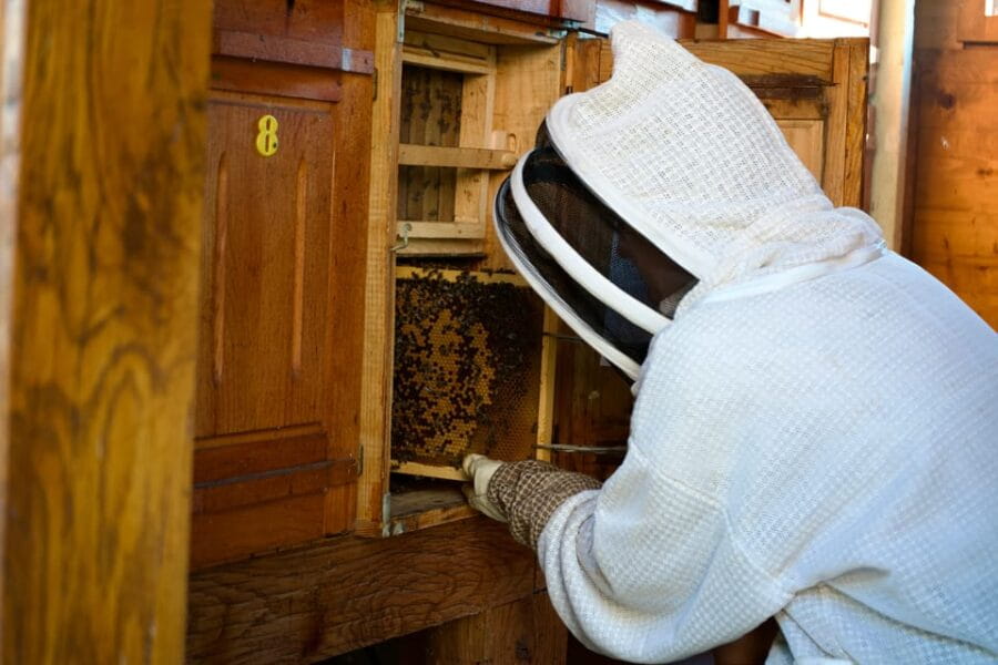 From Ljubljana: All About Bees - Exploring the Experience in Detail