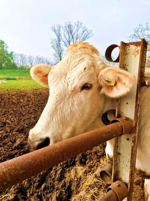 From Milan: Food Valley with Cheese Factory Visit and Lunch - Starting Point and Logistics