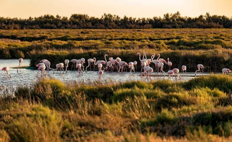 From Montpellier: Visit of Camargue and Aigues-Mortes - In-Depth Look at the Itinerary