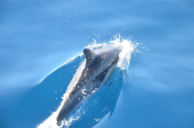 From Morro Jable: Dolphin and Whale Watching and Snorkelling - Who Will Love This Trip