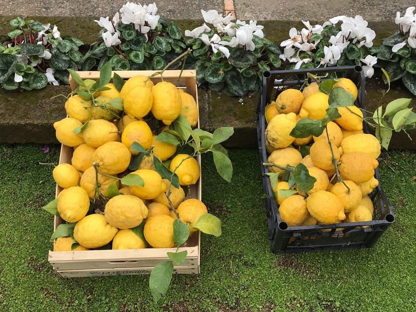 From Naples: Sorrento Lemon Grove Guided Tour - Exploring the Lemon Oasis: What to Expect