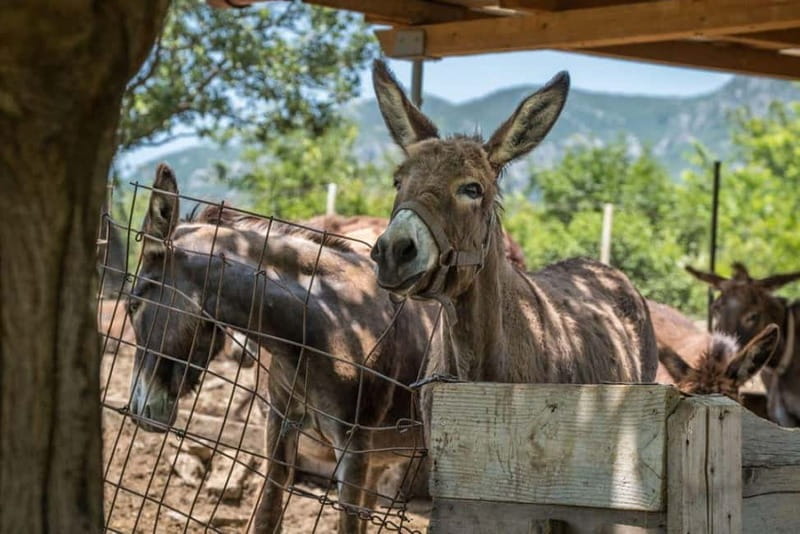 From Podgorica: Donkey Farm Visit - Final Thoughts