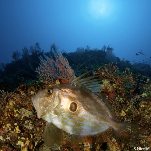 From Porto Ercole: Giannutri Island Snorkeling Boat Trip - Snorkeling and Marine Exploration