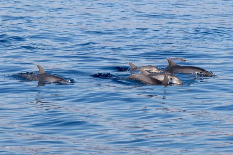 From Porto Rotondo: dinghy snorkeling tour with dolphin sighting - Price and Logistics: Value in Authenticity