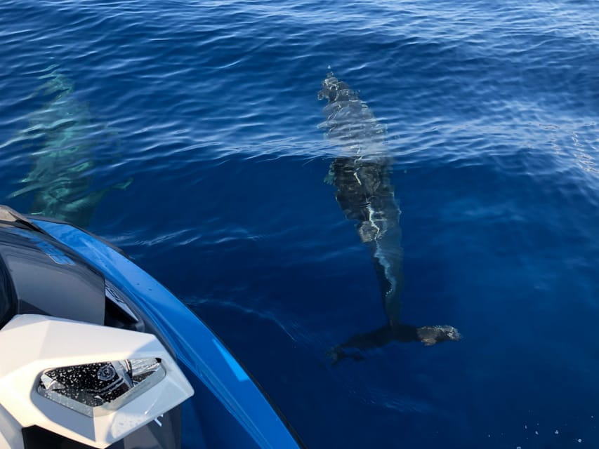 From Propriano, Jetski tour Cala d' Aguillia - 2 h - Price and Value Analysis