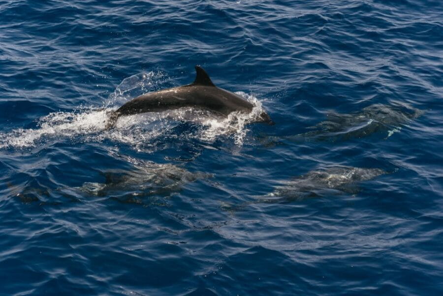 From Puerto Rico de Gran Canaria: Dolphin Watching Cruise - Frequently Asked Questions
