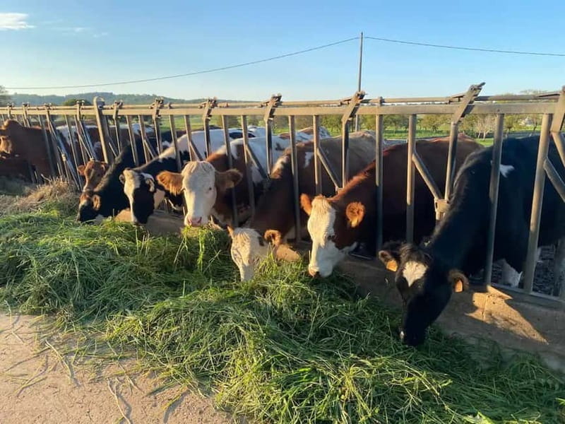 From Puglia: Local Towns Historic Centers Private Tour - Monopoli: Hidden Gems and Local Flavor