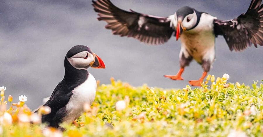 From Reykjavik: Puffin and Volcano Tour in Westman Islands - Transportation, Timing, and What It Means for You