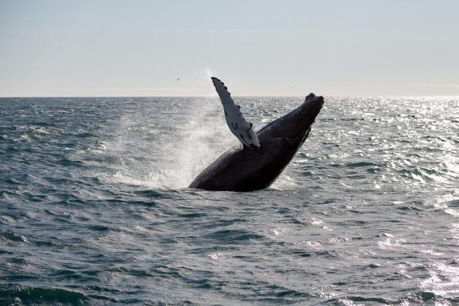 From Reykjavik: Whale Watching Tour - The Itinerary: What to Expect on Your Whale Watching Day