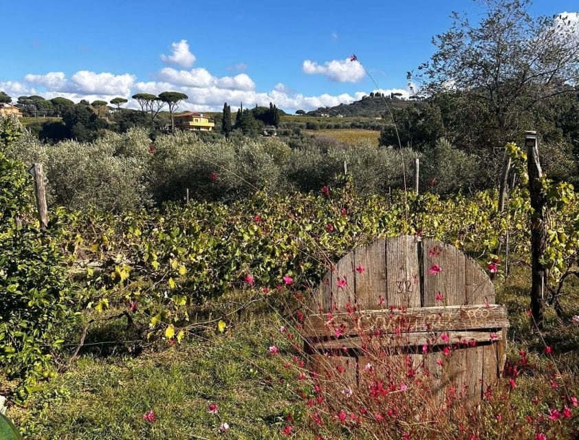 From Rome: Half-Day Frascati Wine Tour with Farmhouse Lunch - Exploring Frascati: The Charm of the Town