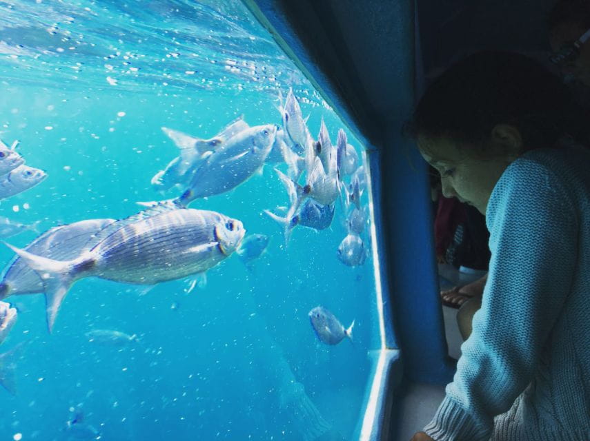 From Roses: Cap Norfeu Boat Cruise & Swimming - Who Will Love This Experience?