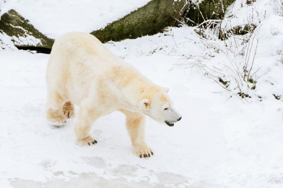 From Rovaniemi: Family Friendly Visit to Ranua Wildlife Park - Who This Tour Is Perfect For