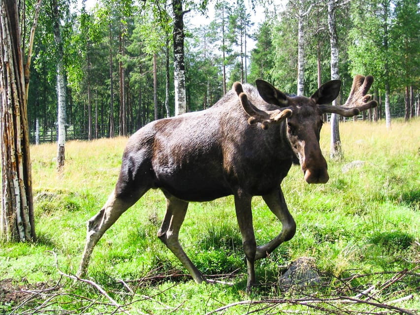 From Rovaniemi: Tour to Ranua Wildlife Park - The Wildlife and Unique Encounters