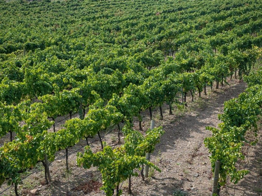 From Salou: Priorat olive trees and wine tour - FAQ