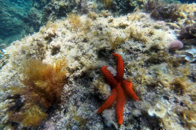 From Sant Feliu de Guíxols: Kayak and Snorkel in Costa Brava - Frequently Asked Questions